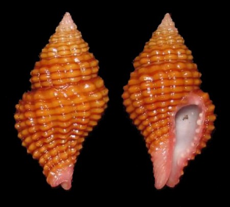 Clivipollia pulchra - Olango Island, Cebu, Philippines - 24mm